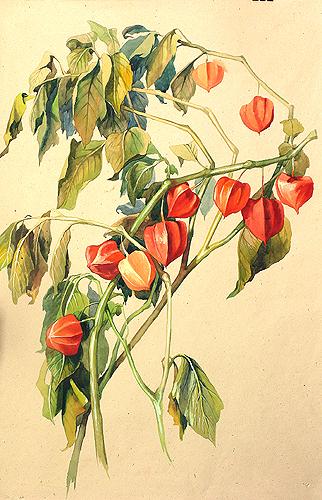 Maria Pustovalova. Winter Cherry. Triptych. 2005. Paper, watercolor