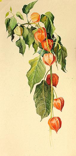 Maria Pustovalova. Winter Cherry. Triptych. 2005. Paper, watercolor