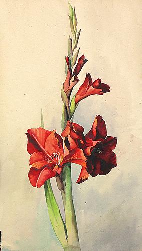 Maria Pustovalova. Gladioluses. 2005. Paper, watercolor